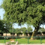 Giardino Quercia Estate