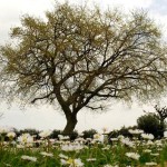 Giardino Quercia Primavera