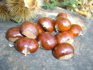 Castagnata a Sant Omero