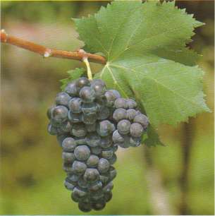 Enoturismo Vini e vitigni d Abruzzo