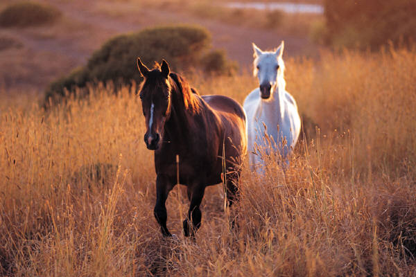 Turismo equestre, una vacanza in Abruzzo a cavallo